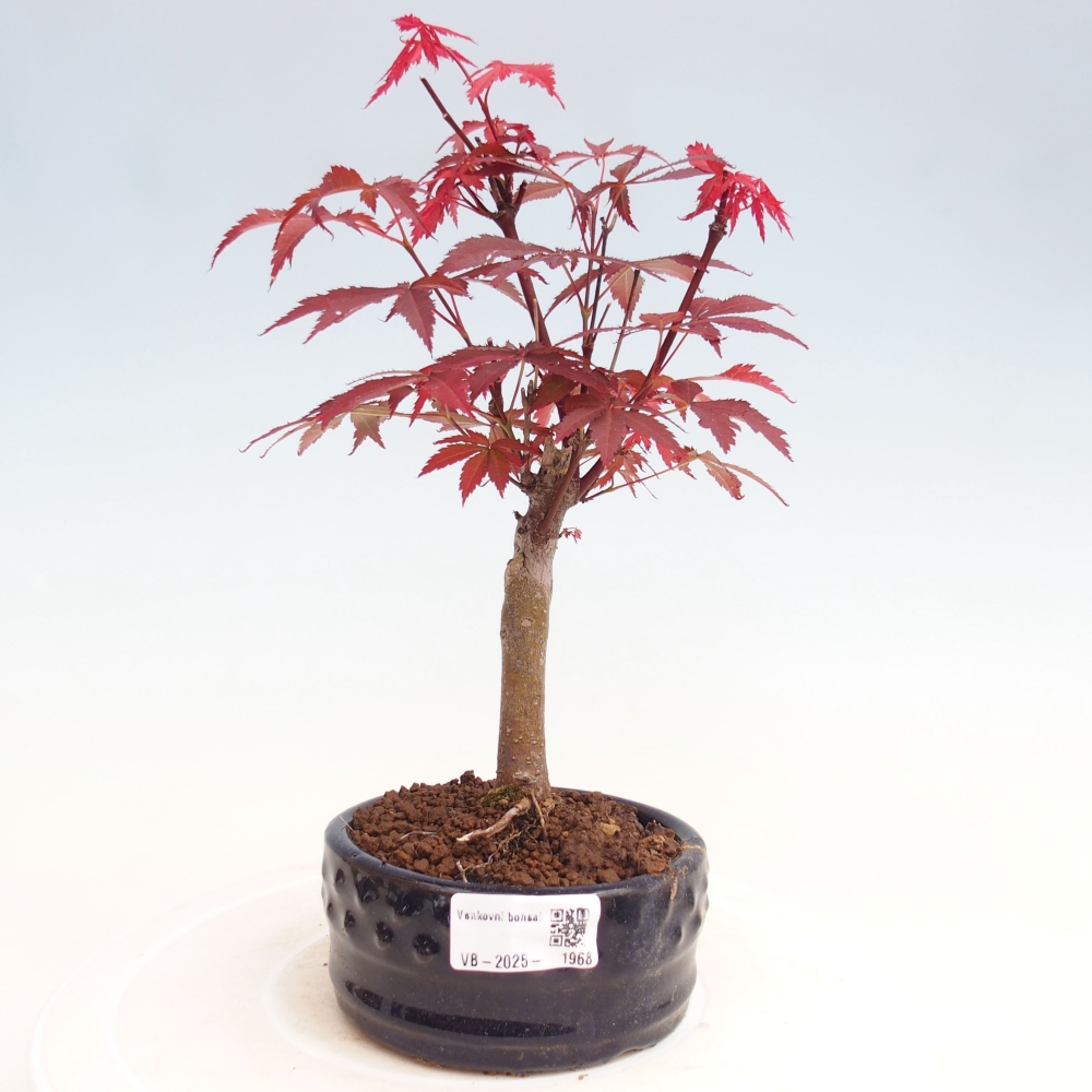 Vonkajší bonsai - Acer palm. Atropurpureum-Javor dlanitolistý