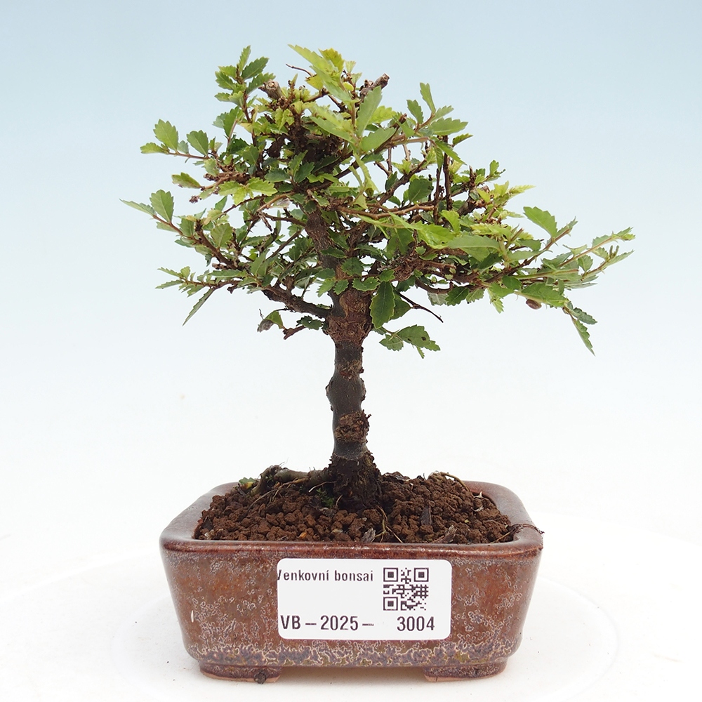 Vonkajší bonsai - Ulmus parvifolia Sagei - Malolistý brest