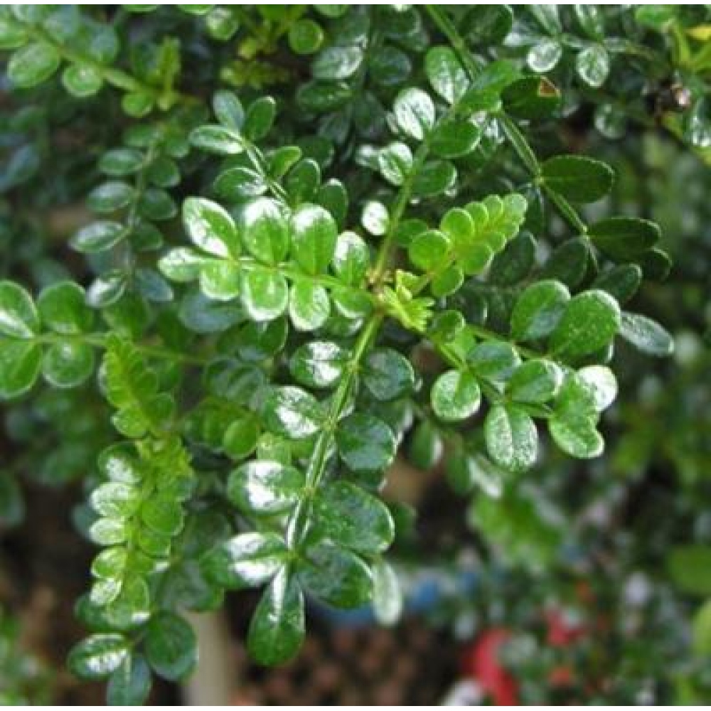 Kokedama s miskou – Zantoxylum piperitum – korenník