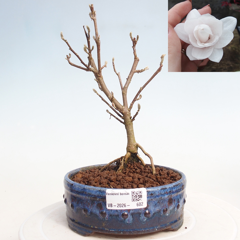 Vonkajšie bonsaje - Magnolia stellata