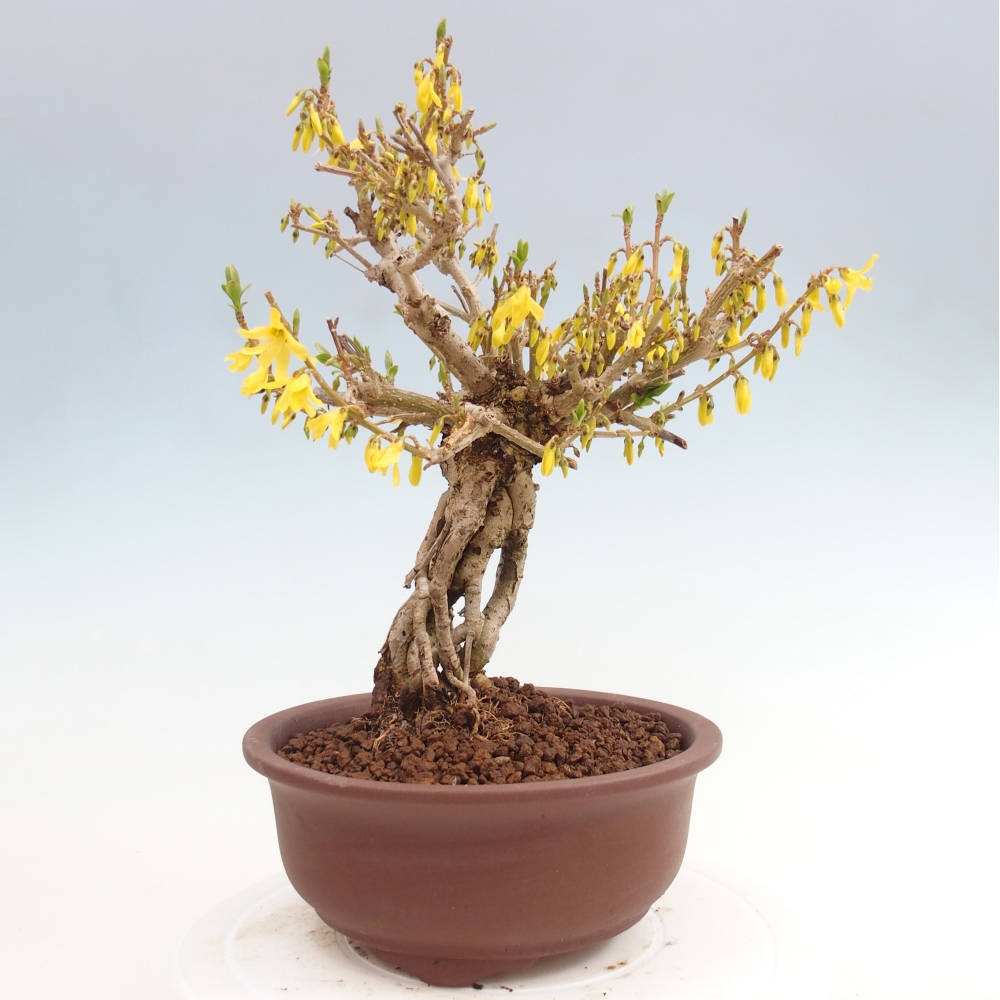 Vonkajšie bonsaje - Zlatice - Forsythia koreana