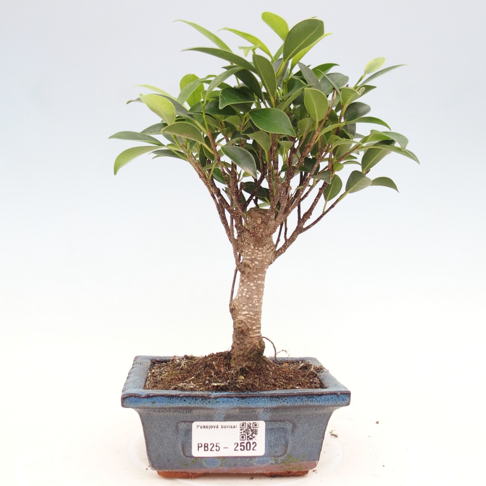 Izbová bonsai - Malolistý fikus - Ficus kimmen