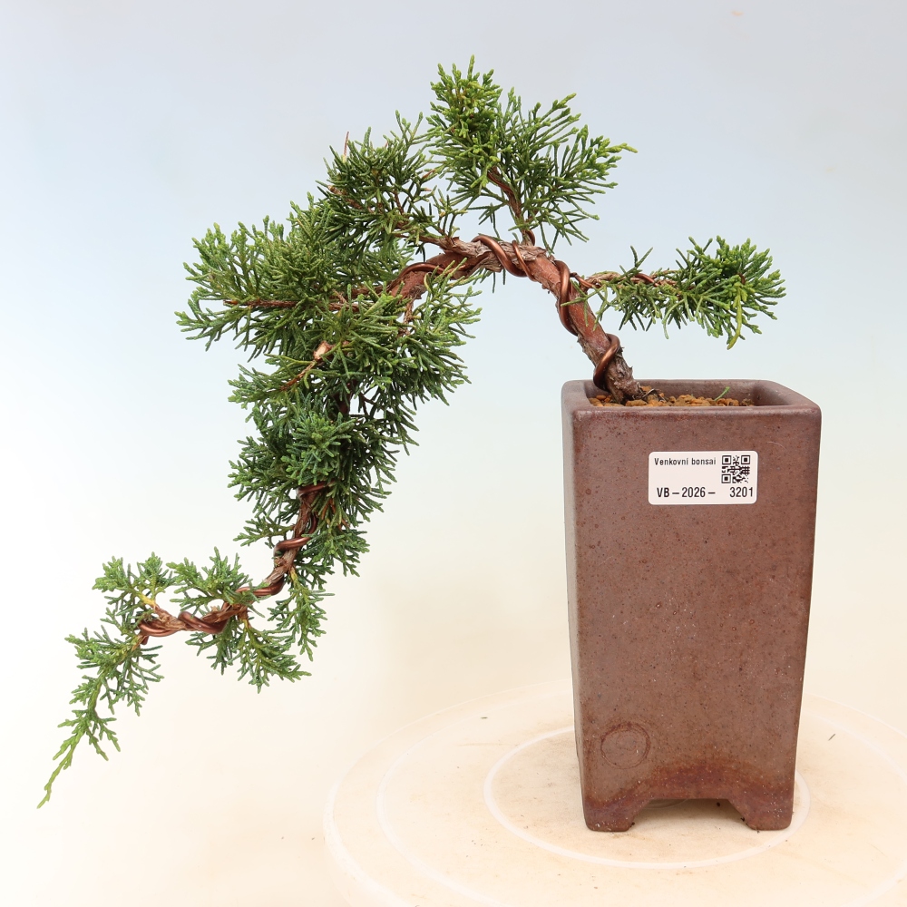 Vonkajší bonsaj - Juniperus chinensis Kishu