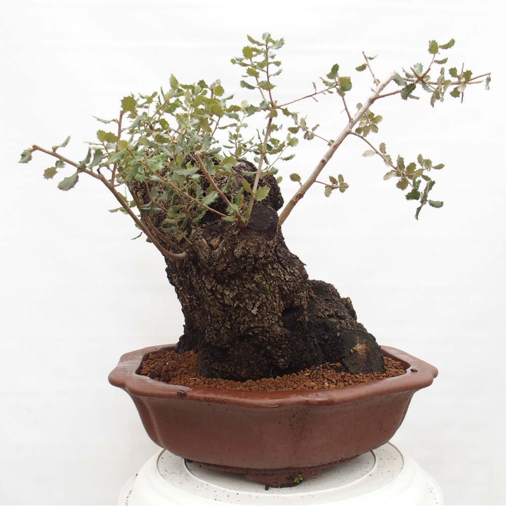 Yamadori - Quercus Ilex -Dub cezmínovitý