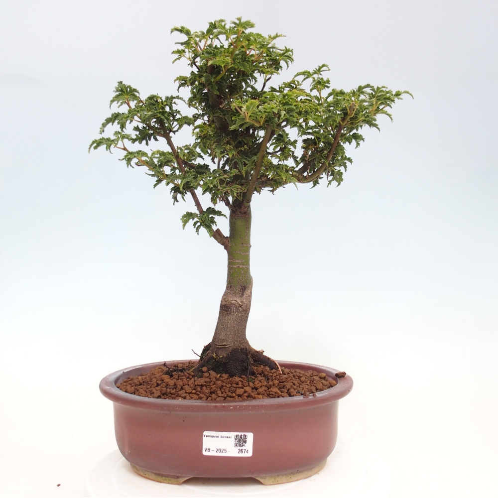 Vonkajší bonsai -Javor dlanitolistý Acer palmatum Shishigashira