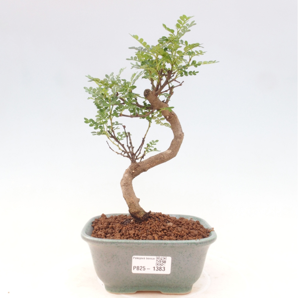 Izbová bonsai - Zantoxylum piperitum - piepor