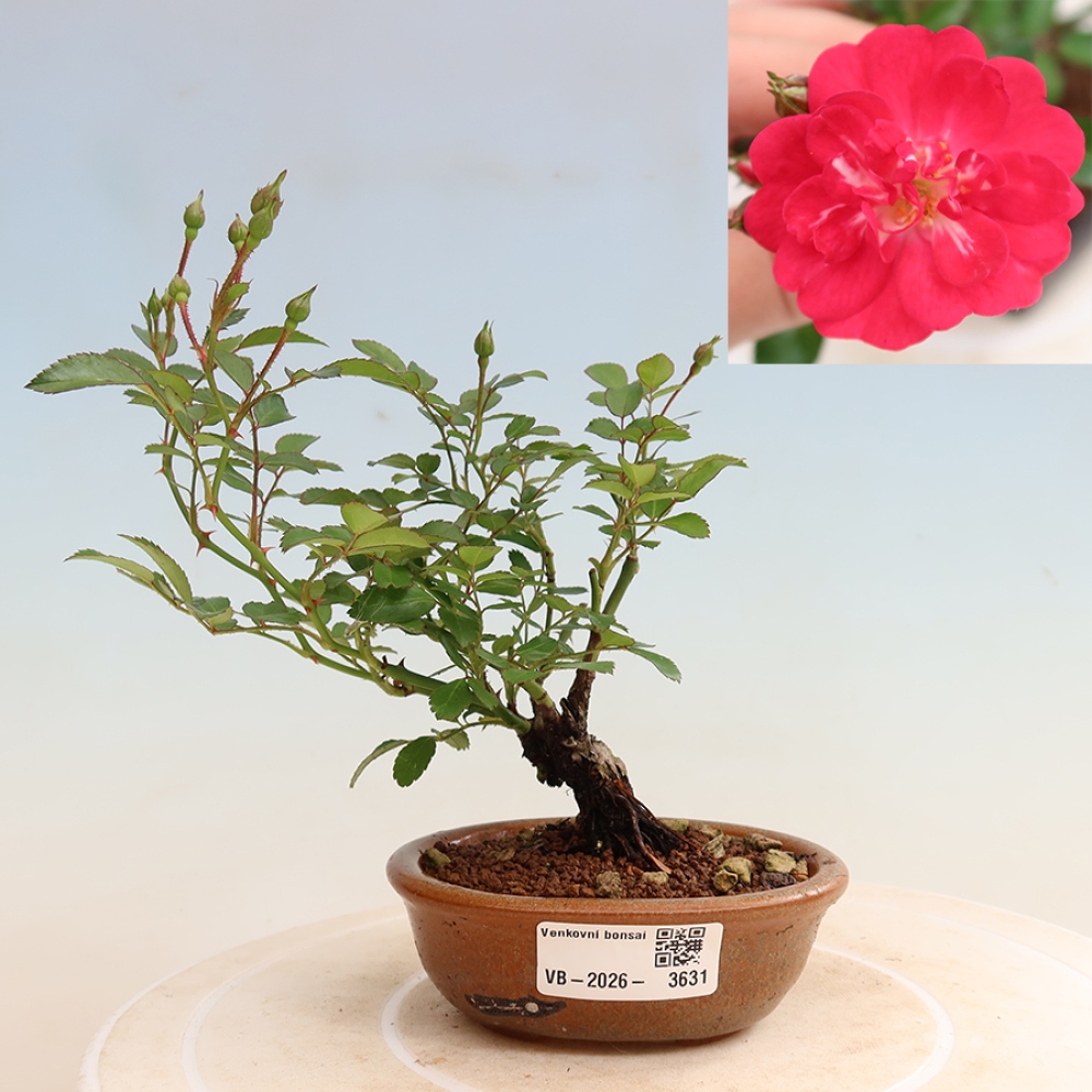 Vonkajšie bonsaje – Rosa Kordes – ruže