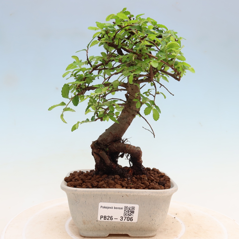Izbový bonsaj - Ulmus parvifolia - brest malolistý