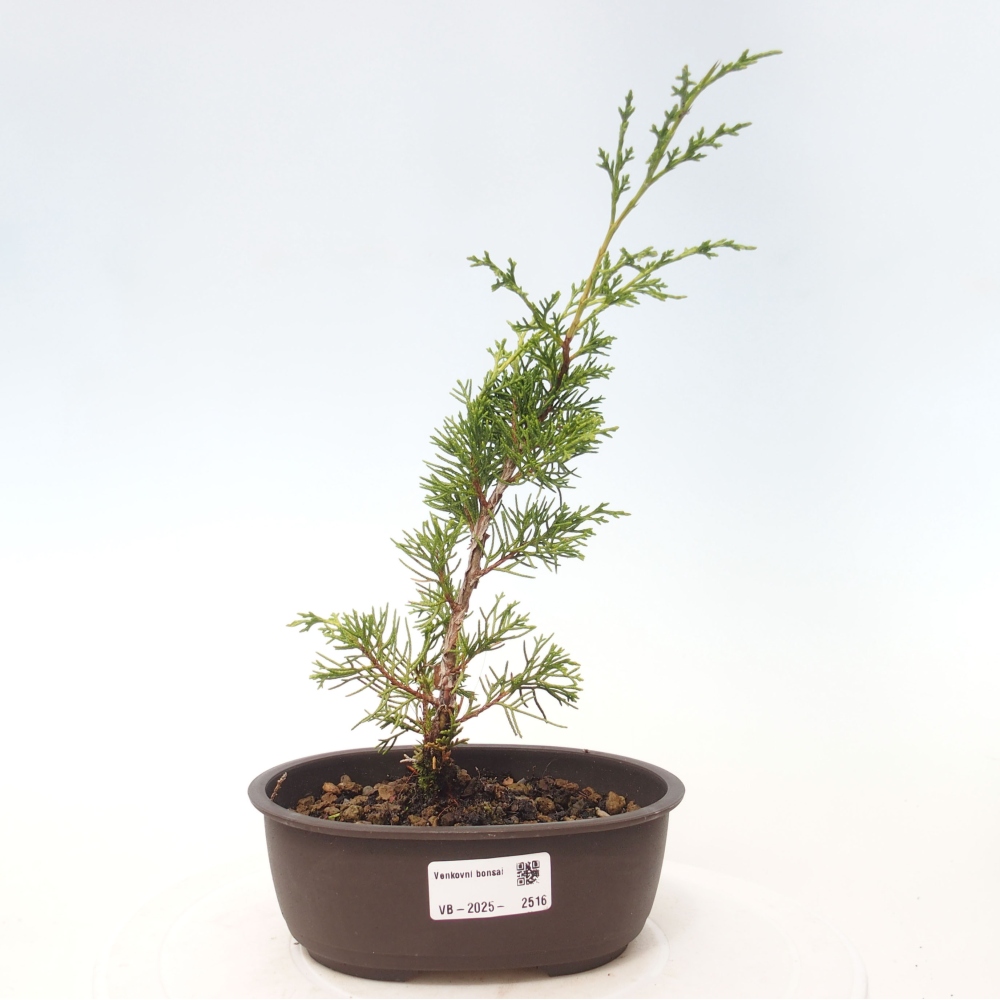 Vonkajší bonsai - Juniperus chinensis Itoigawa -Jalovec čínsky