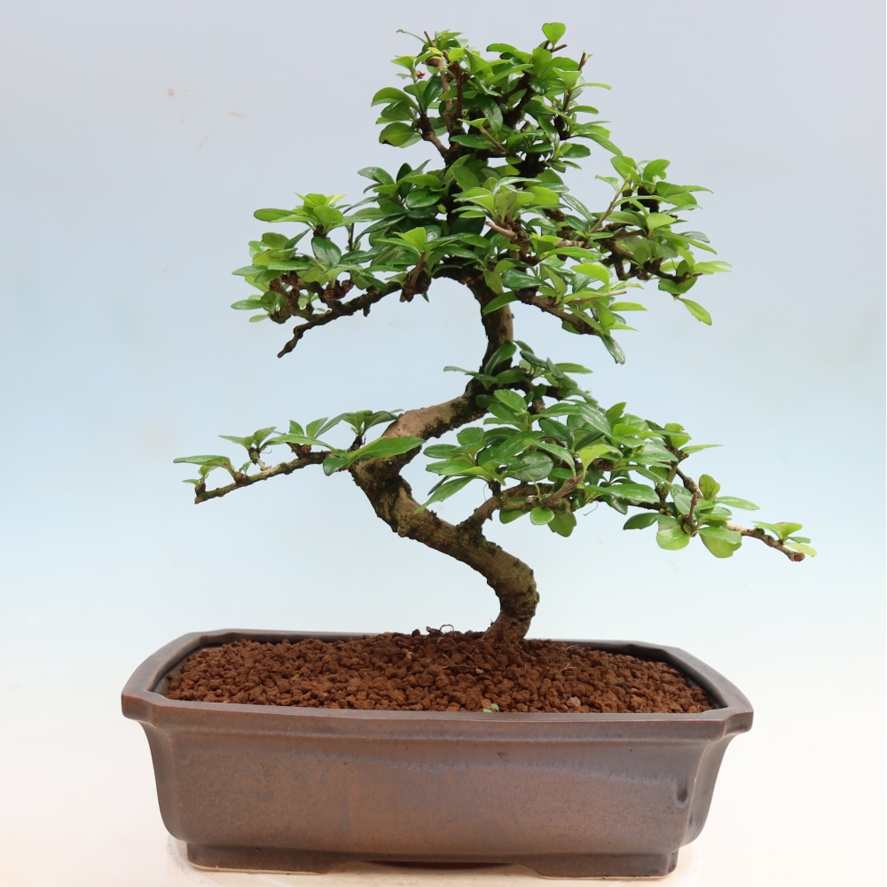 Izbové bonsaje - Carmona macrophylla - Tea fuki