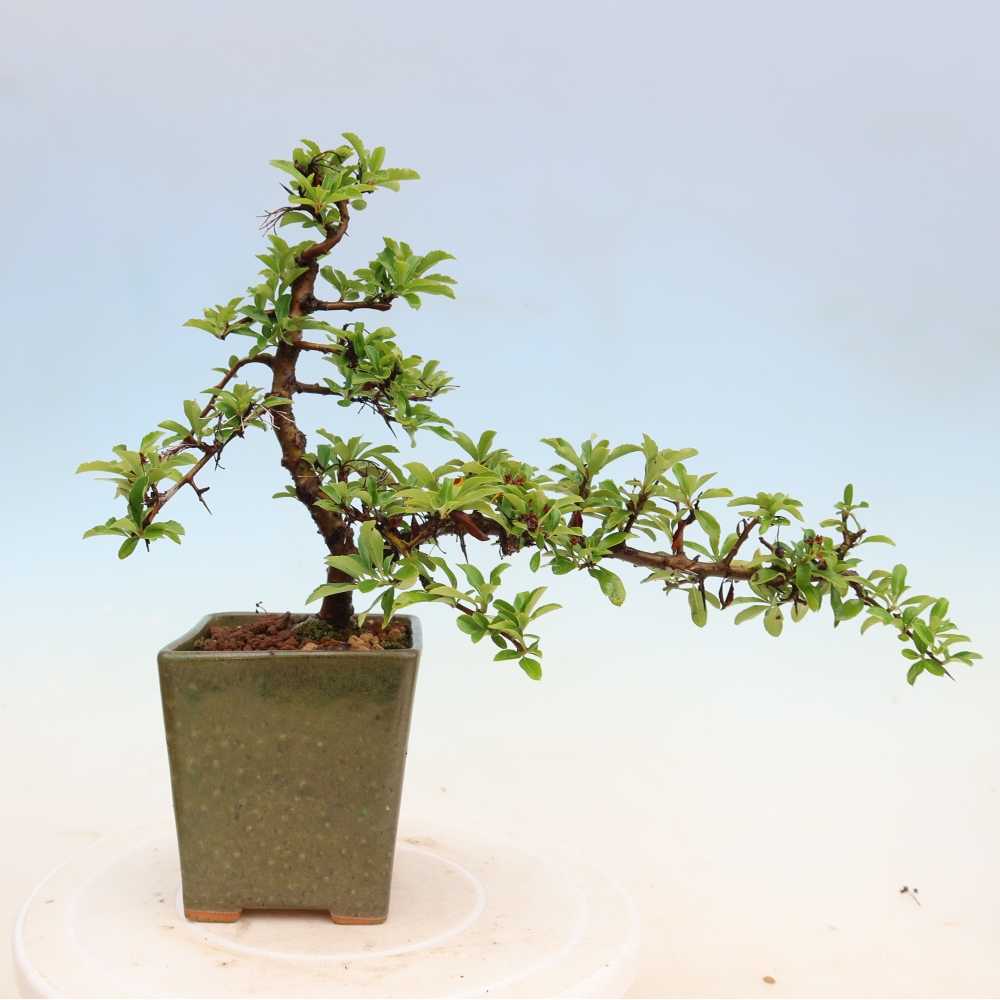 Vonkajší bonsai – Pyracantha teton – hlohovec šarlátový