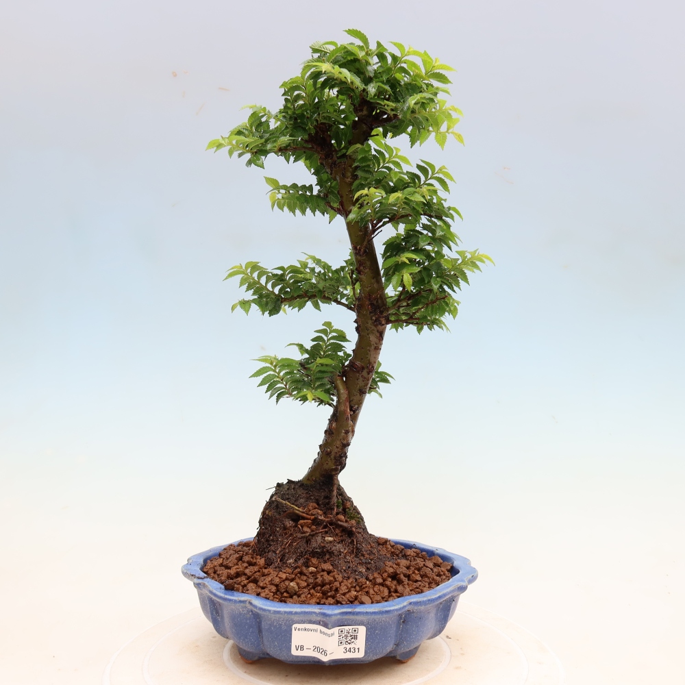 Vonkajší bonsai – Ulmus Jacqueline Hillier – javor krásny