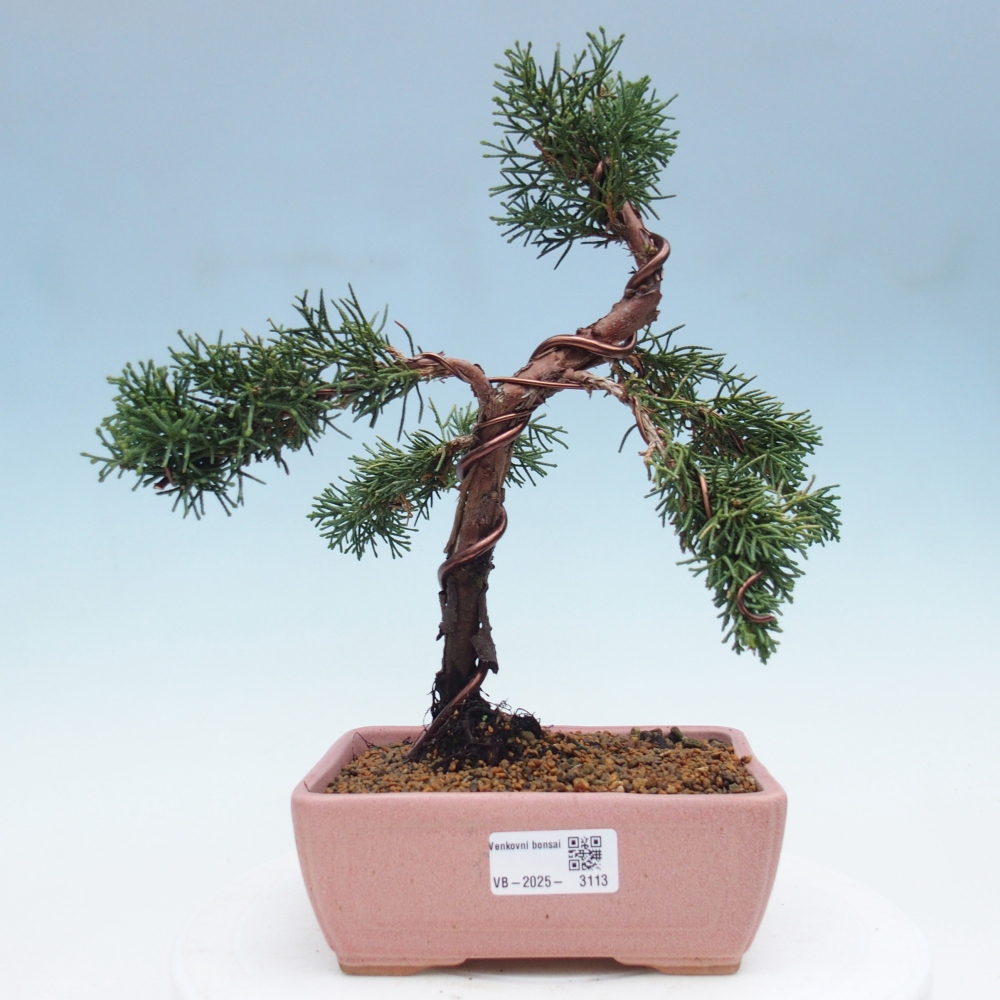 Vonkajší bonsai - Juniperus chinensis Kishu -Jalovec čínsky
