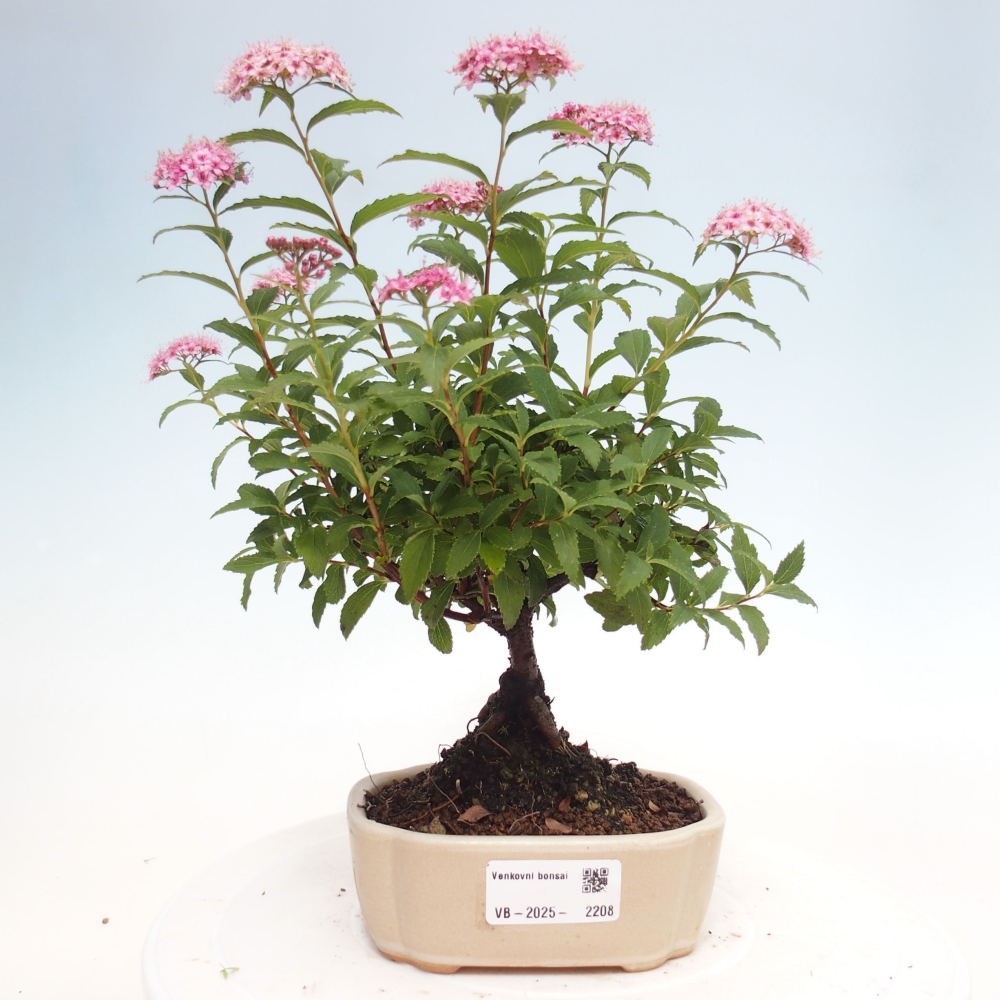 Vonkajší bonsai -malolistý tavoľník - Spirea japonica GENPSI