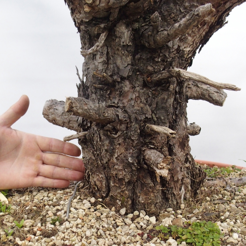 Yamadori - Pinus sylvestris Španielsko
