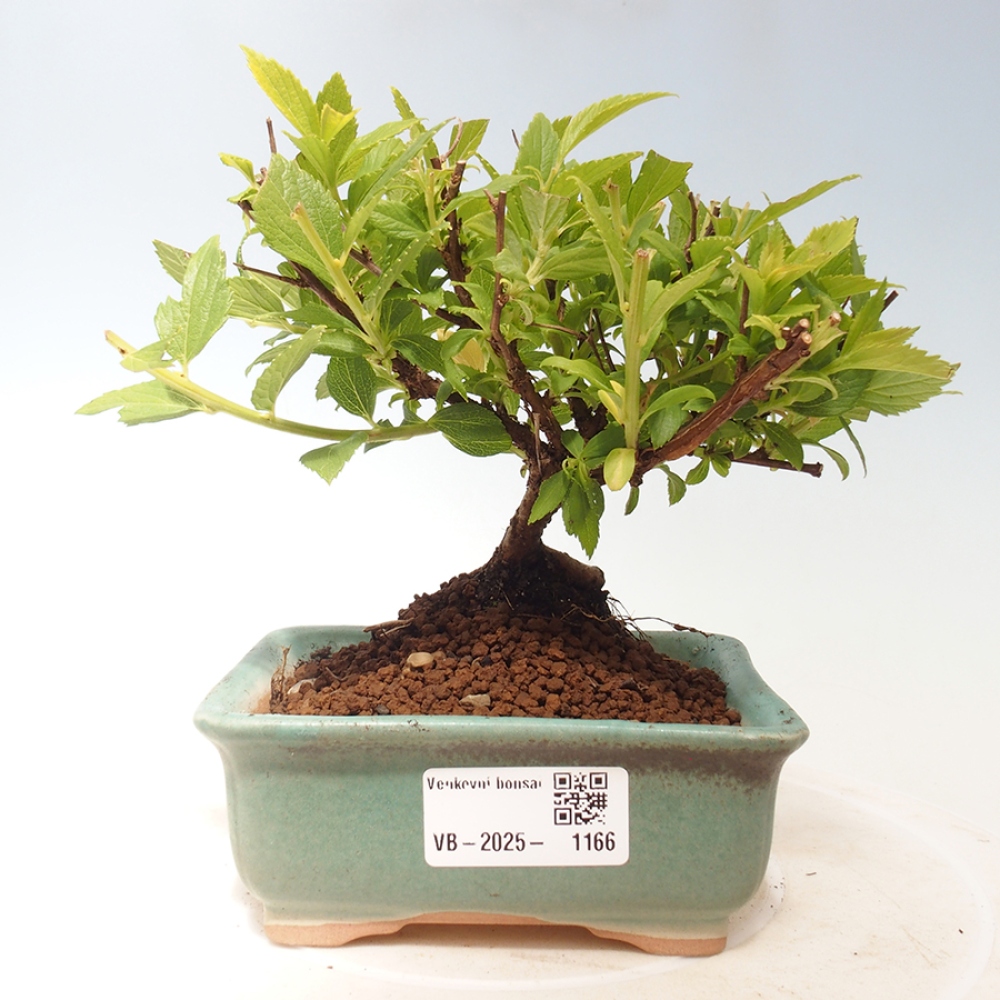 Vonkajší bonsai -malolistý tavoľník - Spirea japonica GENPSI