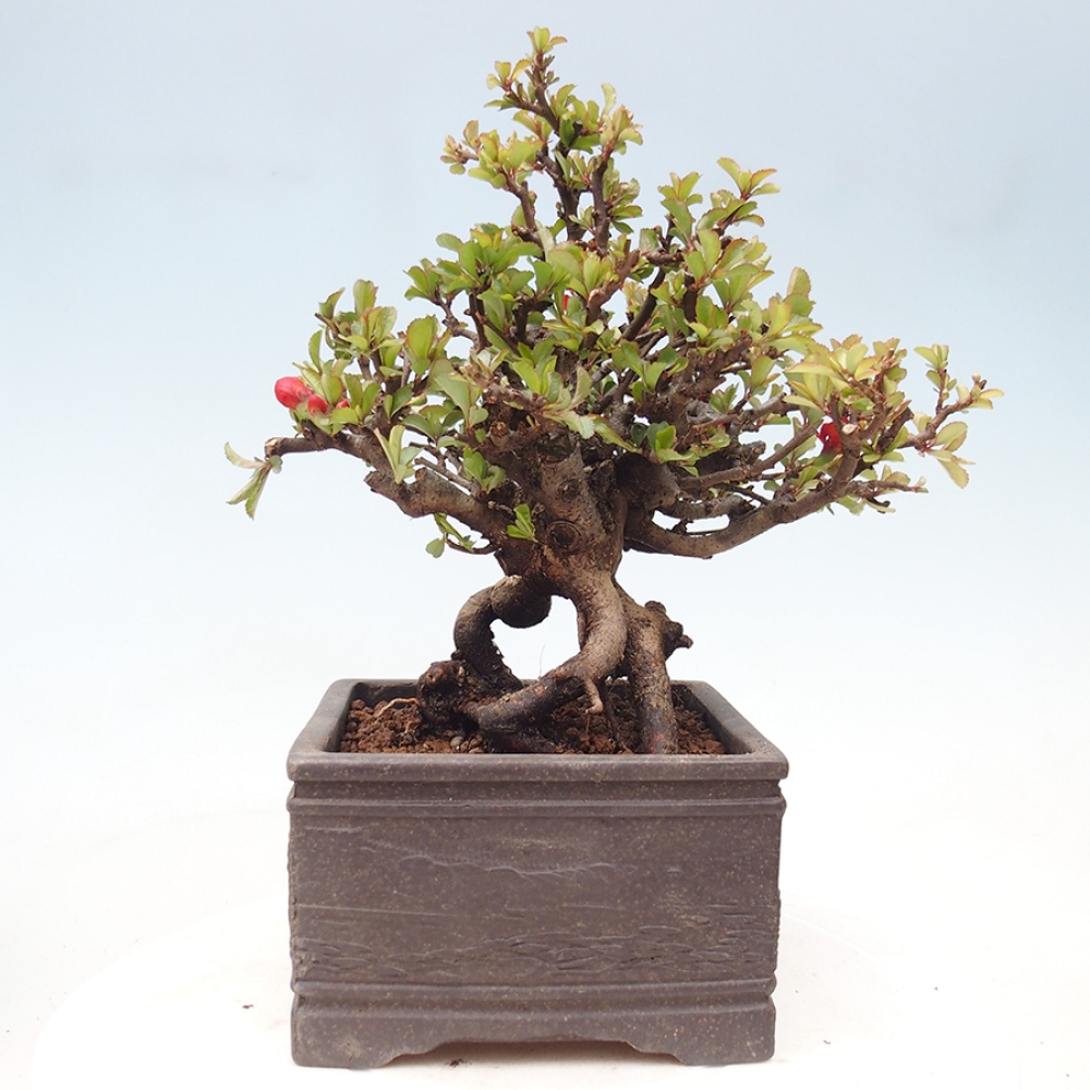 Vonkajšie bonsaje - Chaneomeles speciosa - Kdoule