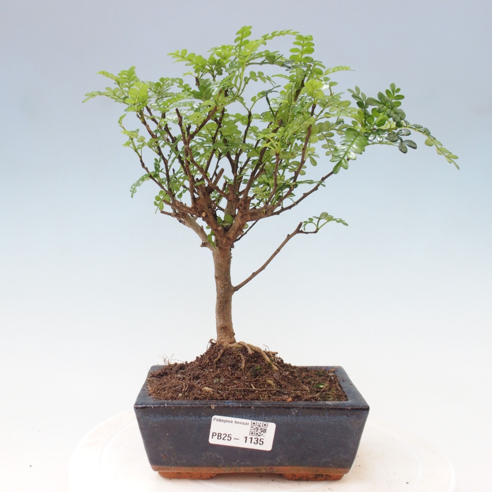 Izbová bonsai - Zantoxylum piperitum - piepor