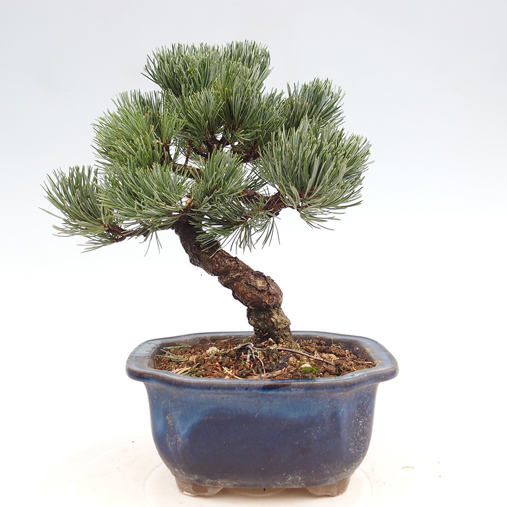 Vonkajšie bonsai - Pinus parviflora - Borovica drobnokvetá