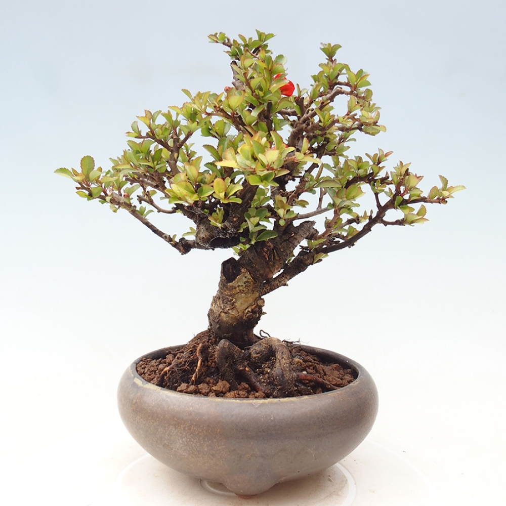 Vonkajšie bonsaje - Chaneomeles speciosa - Kdoule