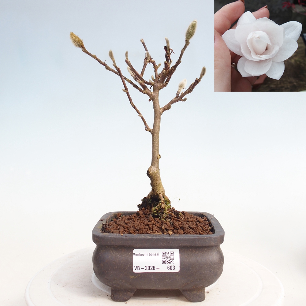 Vonkajšie bonsaje - Magnolia stellata