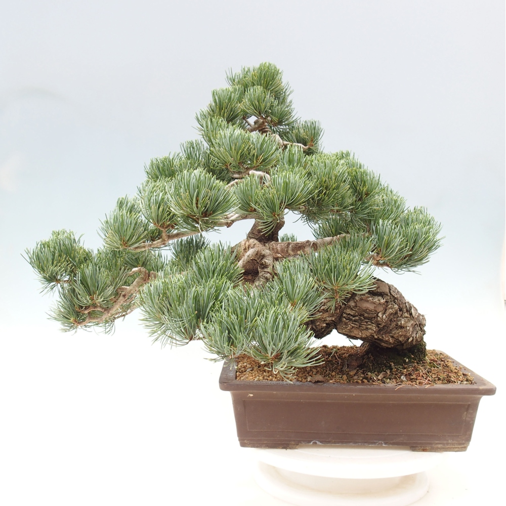 Vonkajšie bonsai - Pinus parviflora - Borovica drobnokvetá