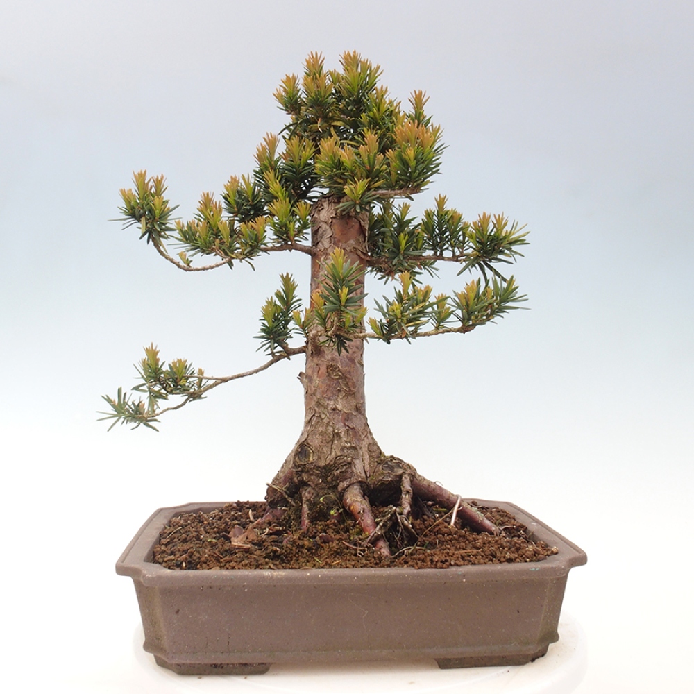 Vonkajší bonsai - Taxus cuspidata - Tis japonský