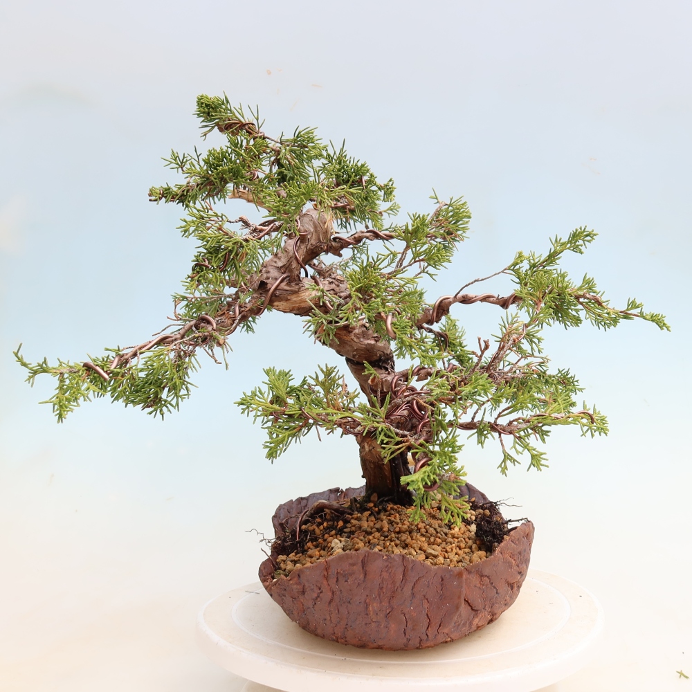 Vonkajší bonsai – Juniperus chinensis Itoigawa – čínsky jalovec