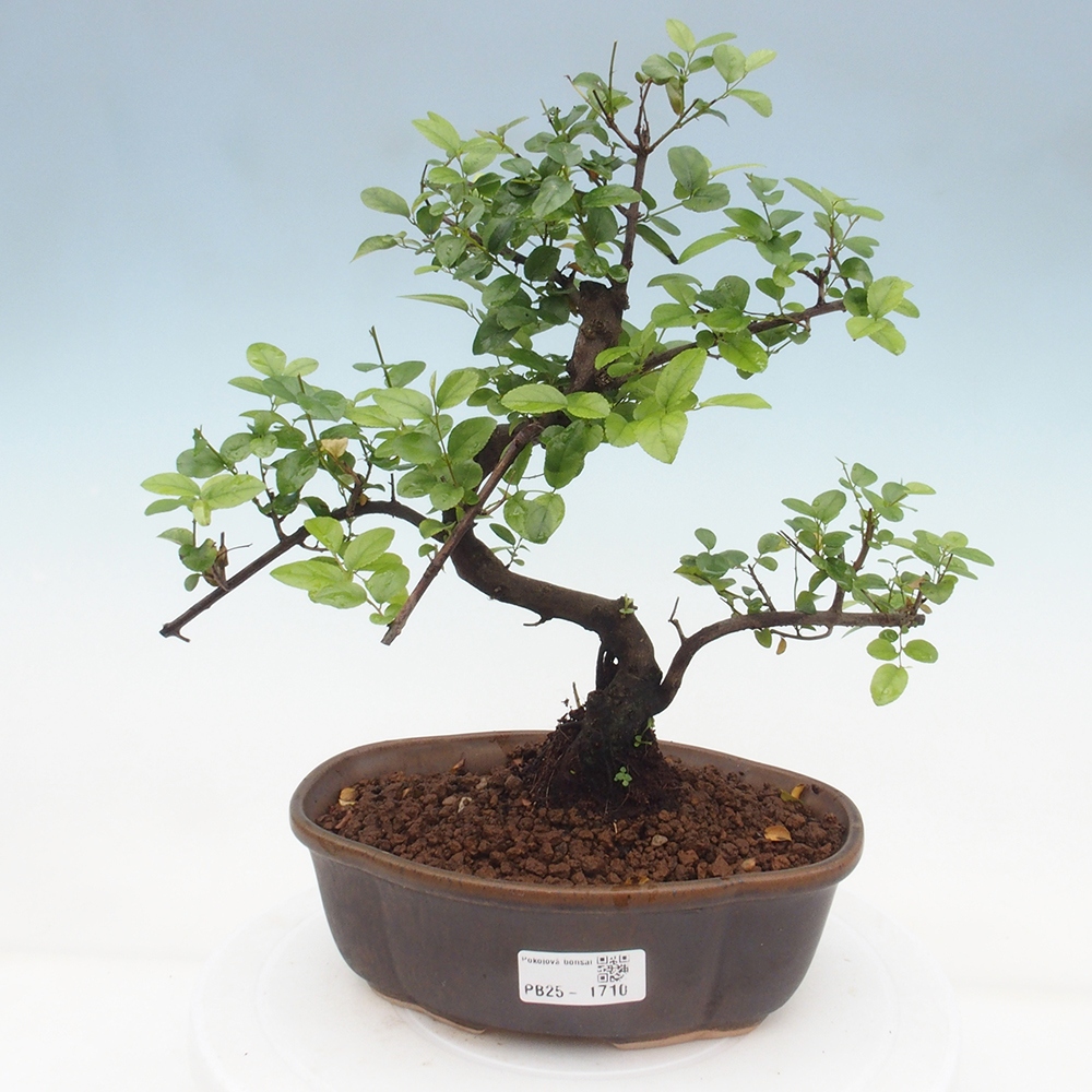 Izbová bonsai - Sagerécia thea - Sagerécia thea