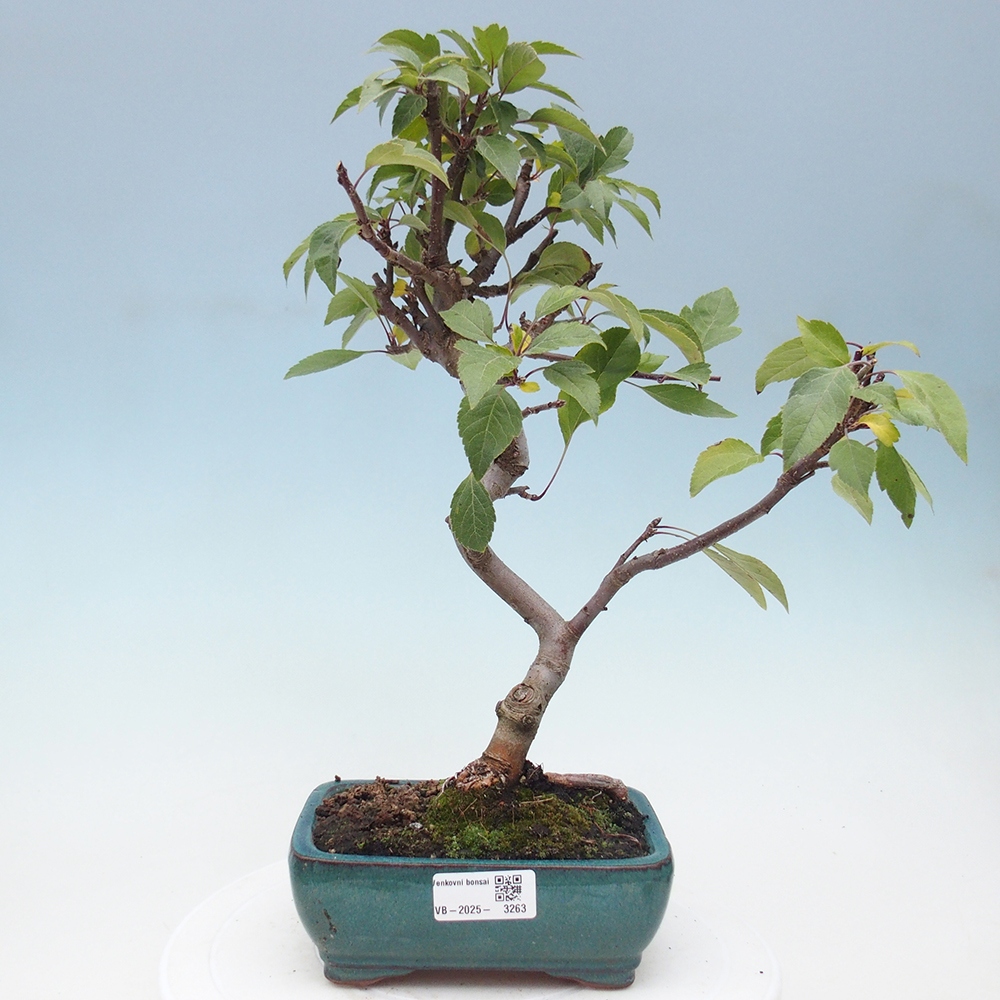 Vonkajší bonsai -Malus halliana - Maloplodá jabloň