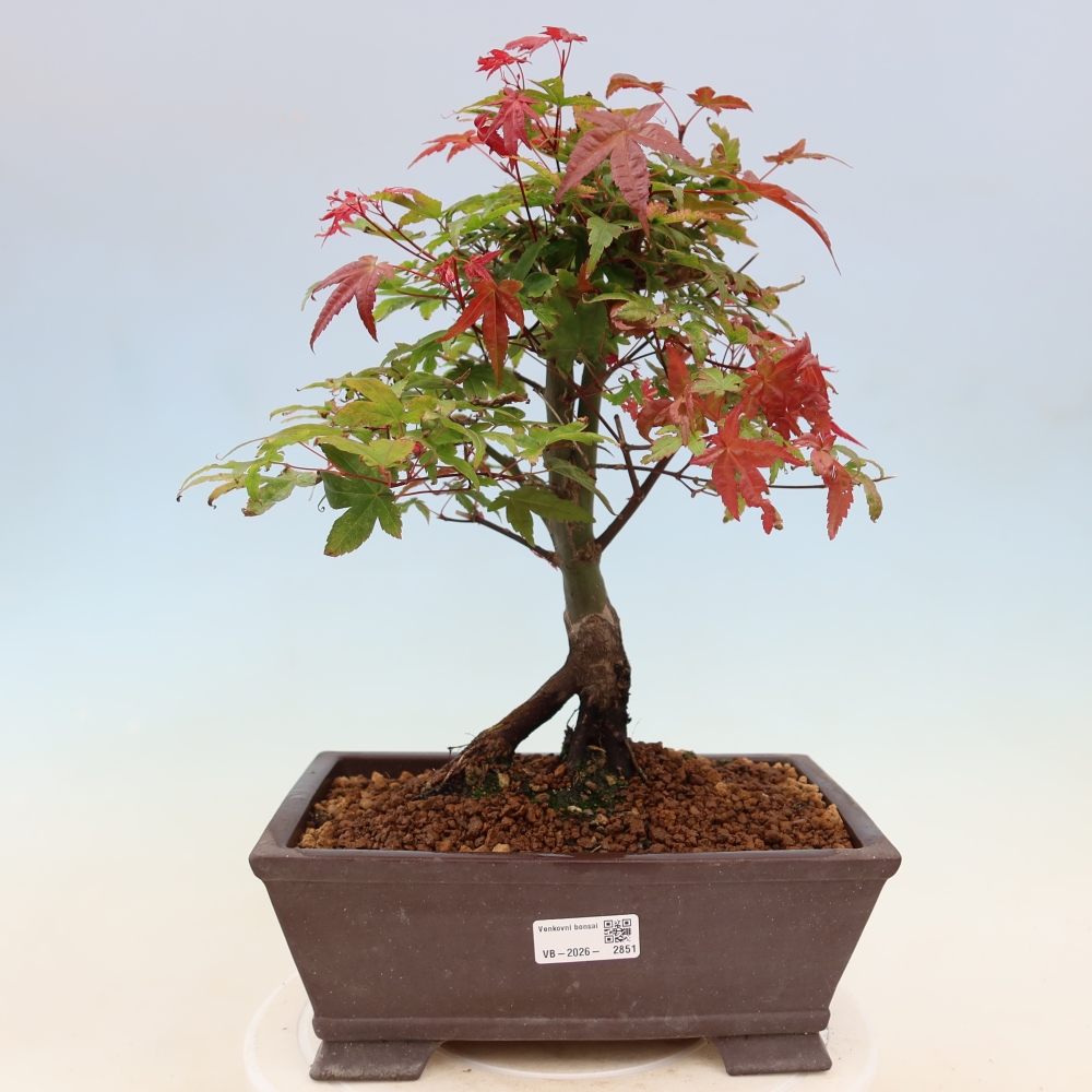 Javor poľný - Acer palmatum Beni Tsukasa