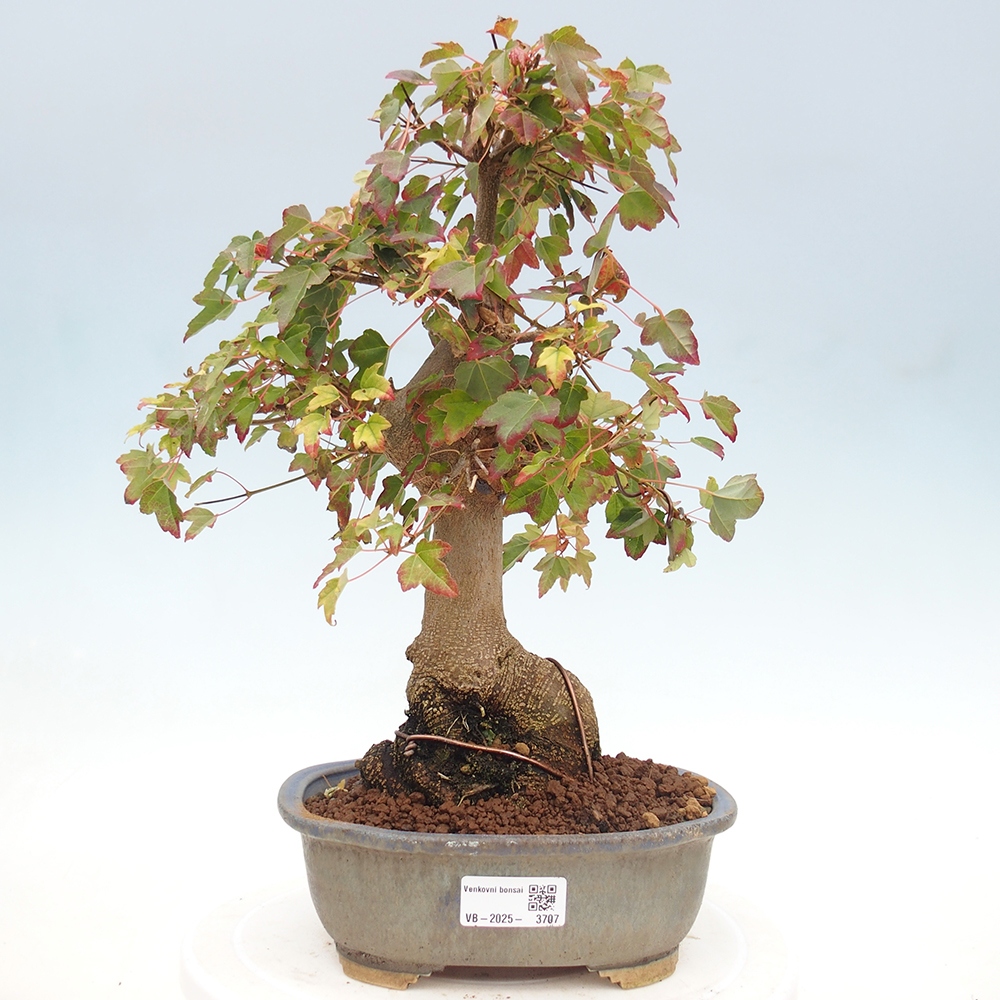 Vonkajšie bonsai - Javor Buergerianum - Javor Burgerův