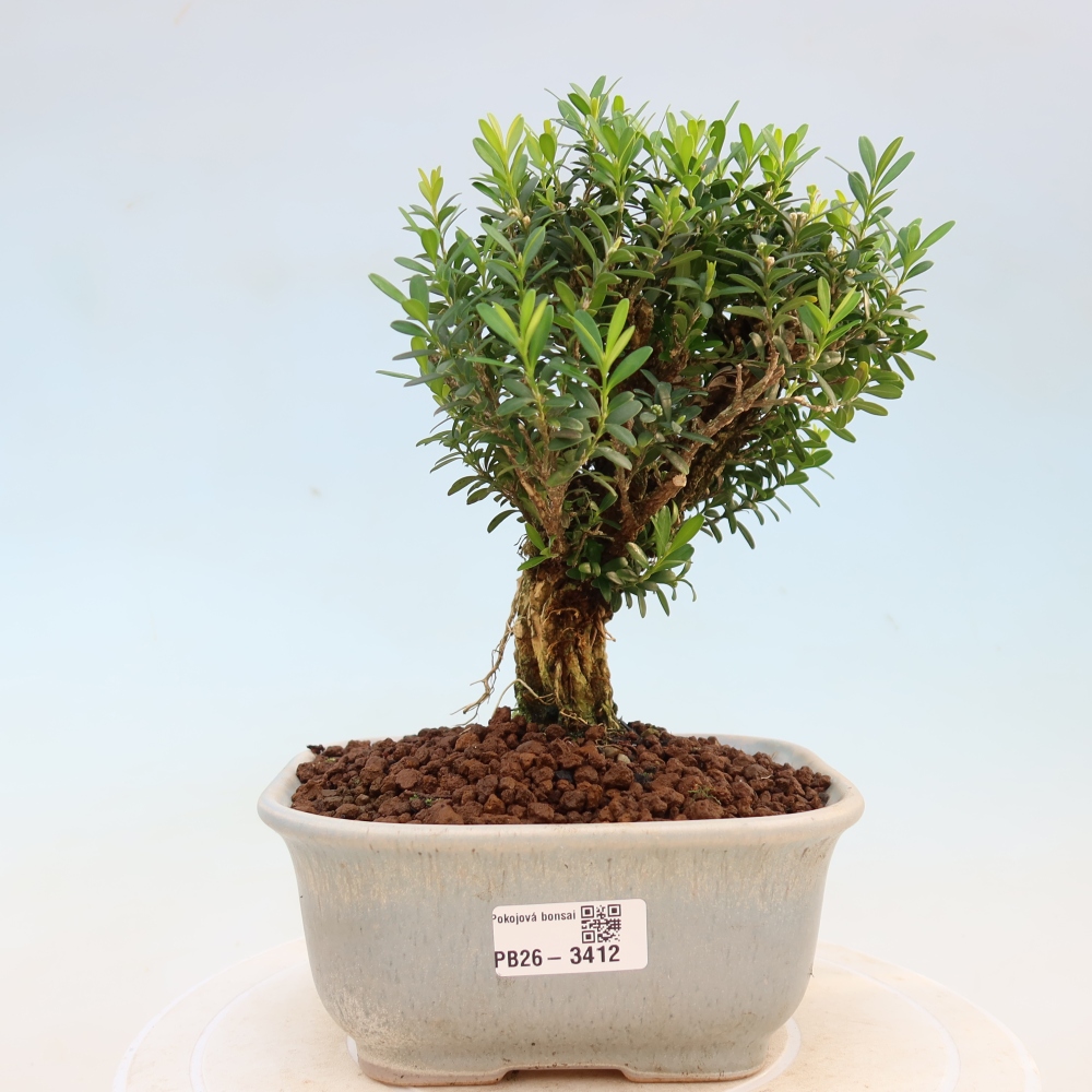 Izbové bonsaje - Buxus harlandii - korkový buxus