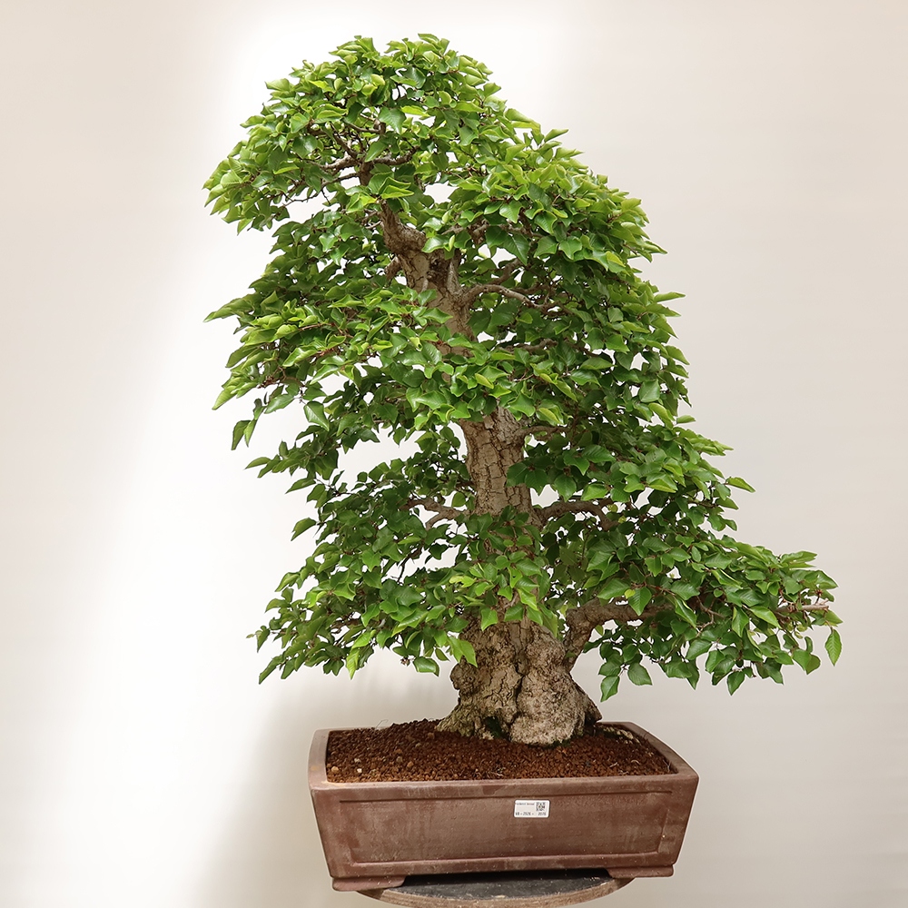 Vonkajší bonsai -Carpinus Coreana - Hrab kórejský