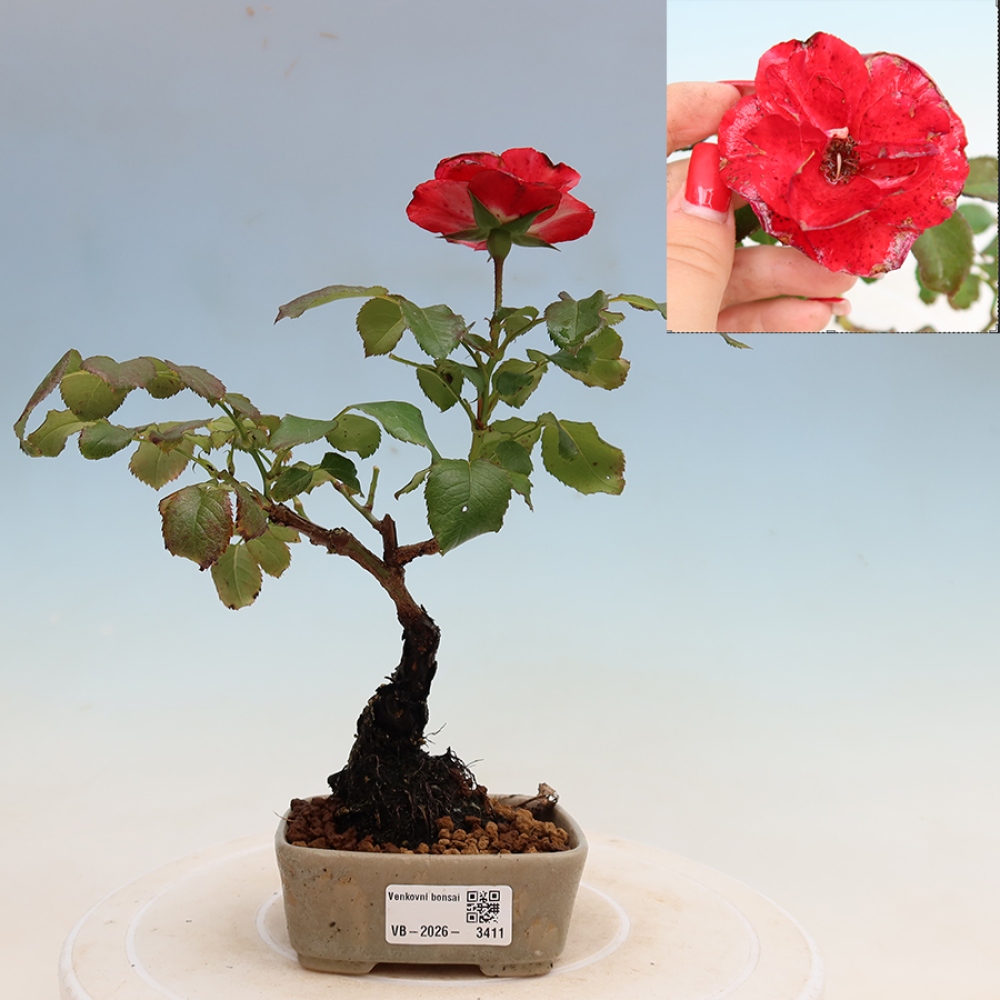 Vonkajšie bonsaje – Rosa Kordes – ruže