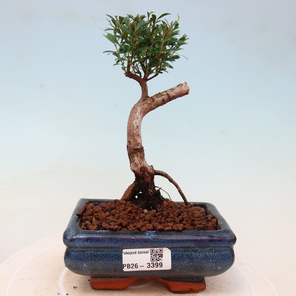 Izbové bonsaje - Syzygium - Pimento