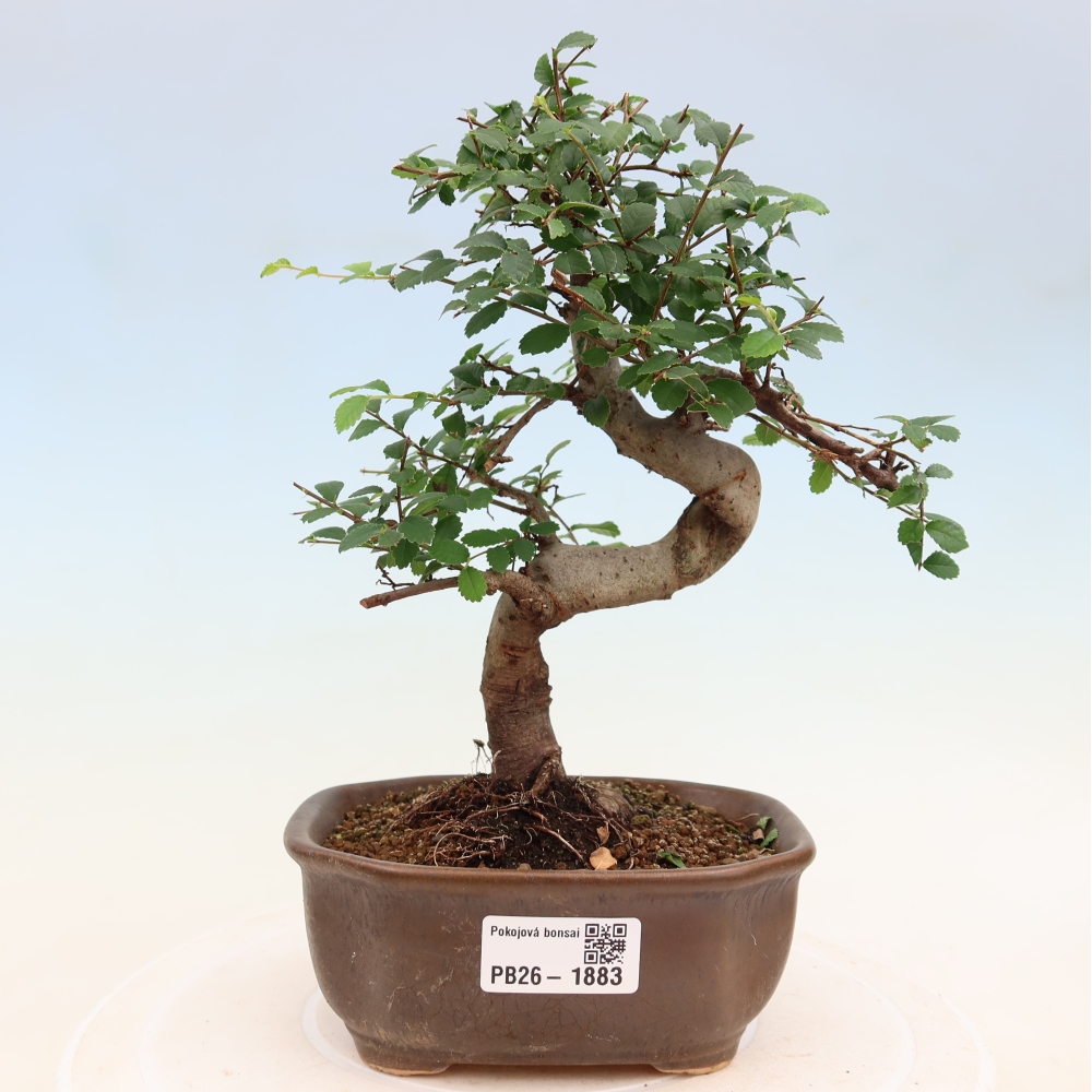 Izbový bonsaj - Ulmus parvifolia - brest malolistý