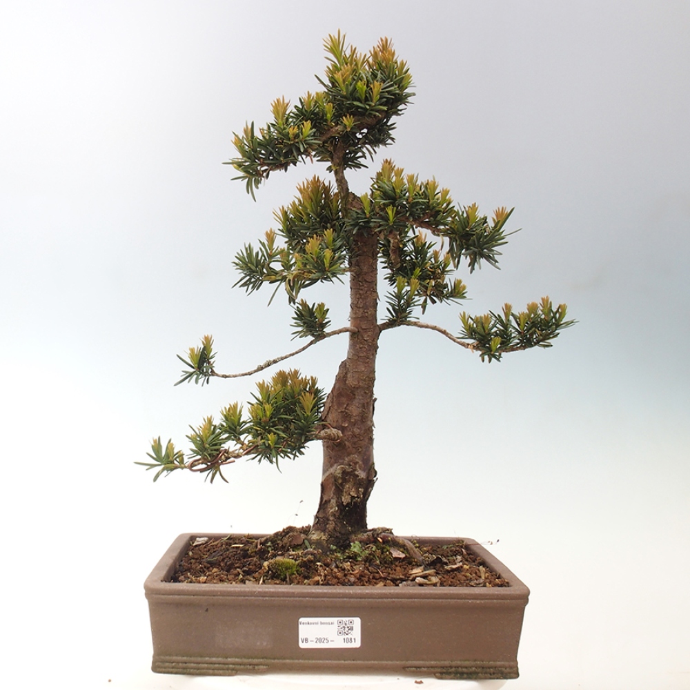 Vonkajší bonsai - Taxus cuspidata - Tis japonský