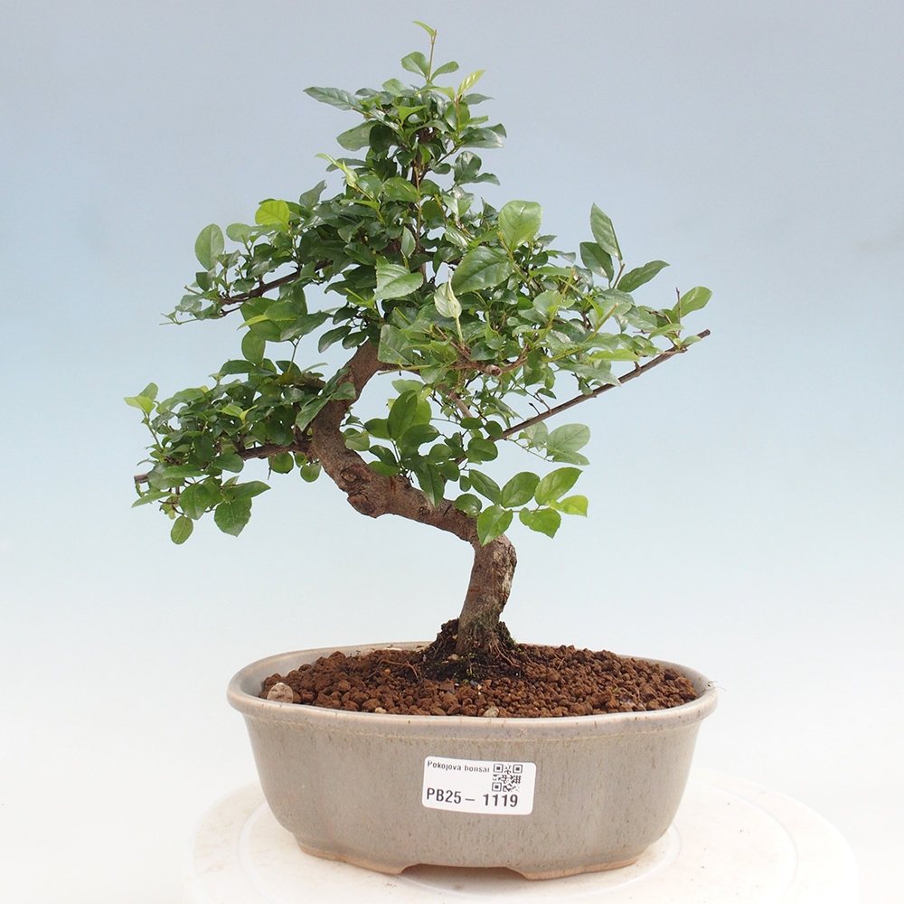 Izbová bonsai - Sagerécie thea - Sagerécie thea