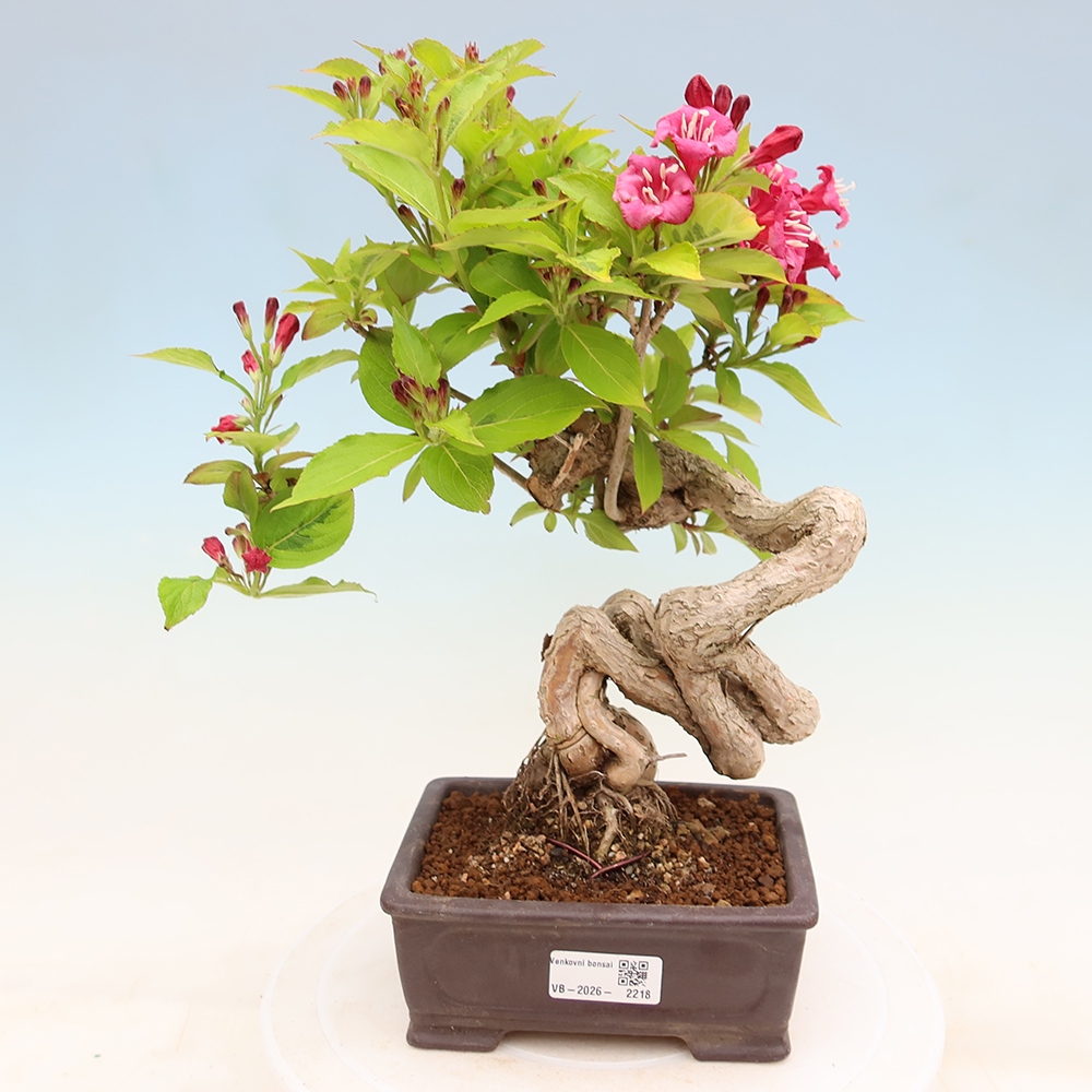 Vonkajší bonsai – Weigela subsessilis – vajgélia kórejská