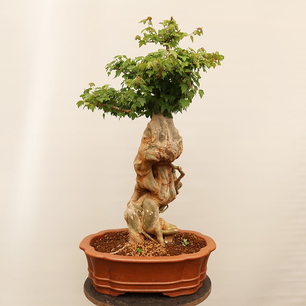 Vonkajšie bonsaje - Javor Burger - Acer Burgerianum