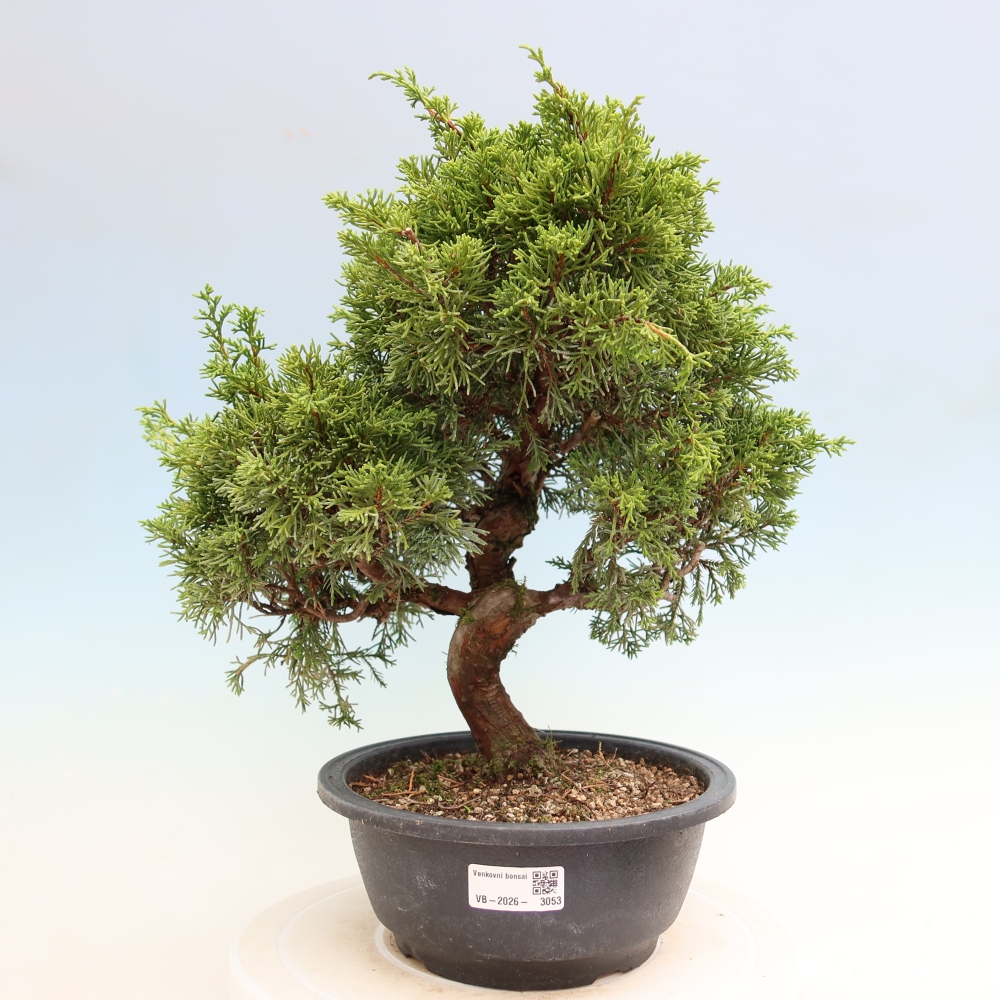 Vonkajší bonsai – Juniperus chinensis Itoigawa – čínsky jalovec
