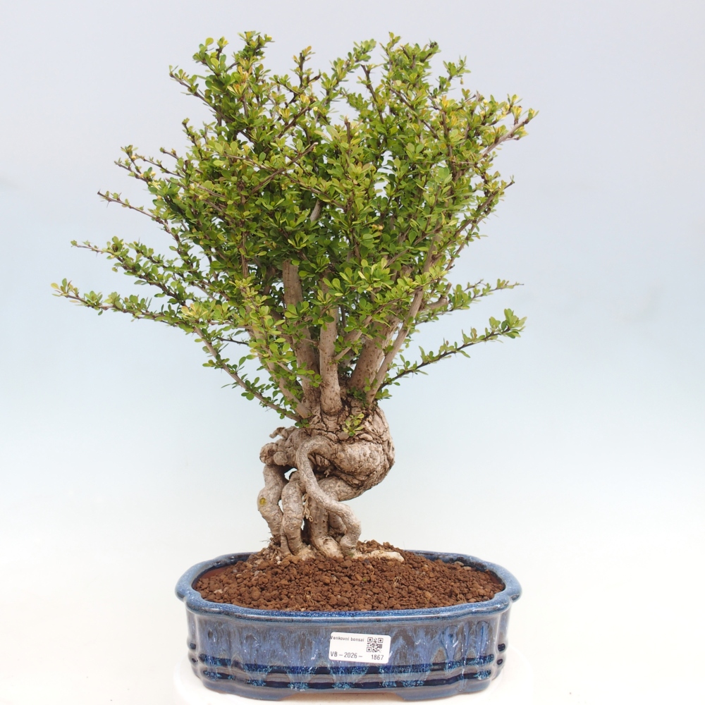 Vonkajšie bonsaje - Berberis coreana