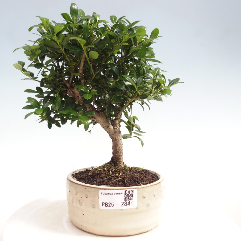 Izbová bonsai - Ilex crenata - Cezmína