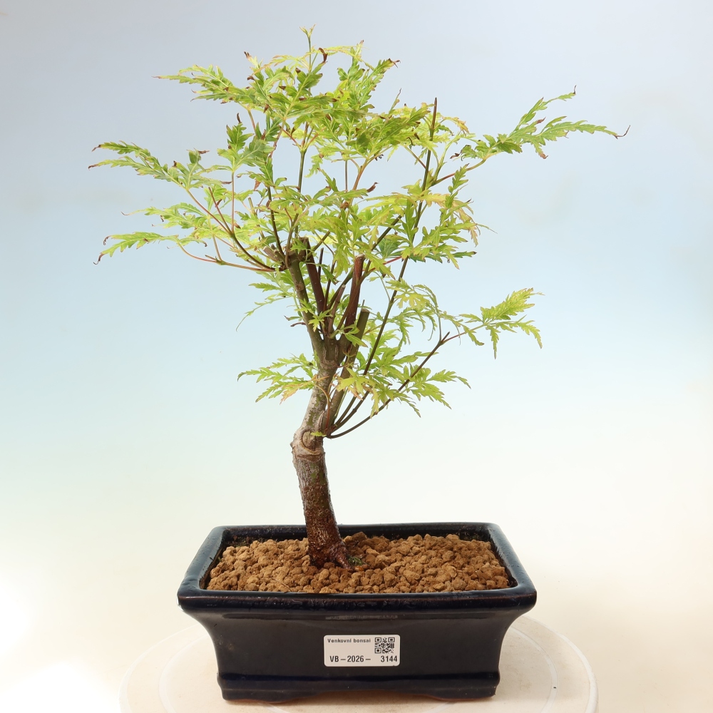 Vonkajší bonsai – Acer palmatum Dissectum – javor dlaňolistý 