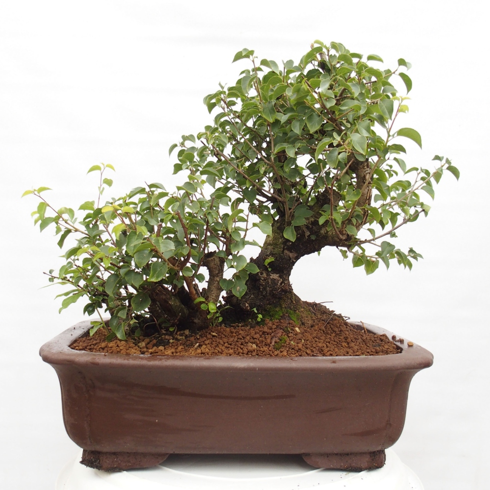 Vonkajšie bonsai - Mahalebka - Prunus mahalieb