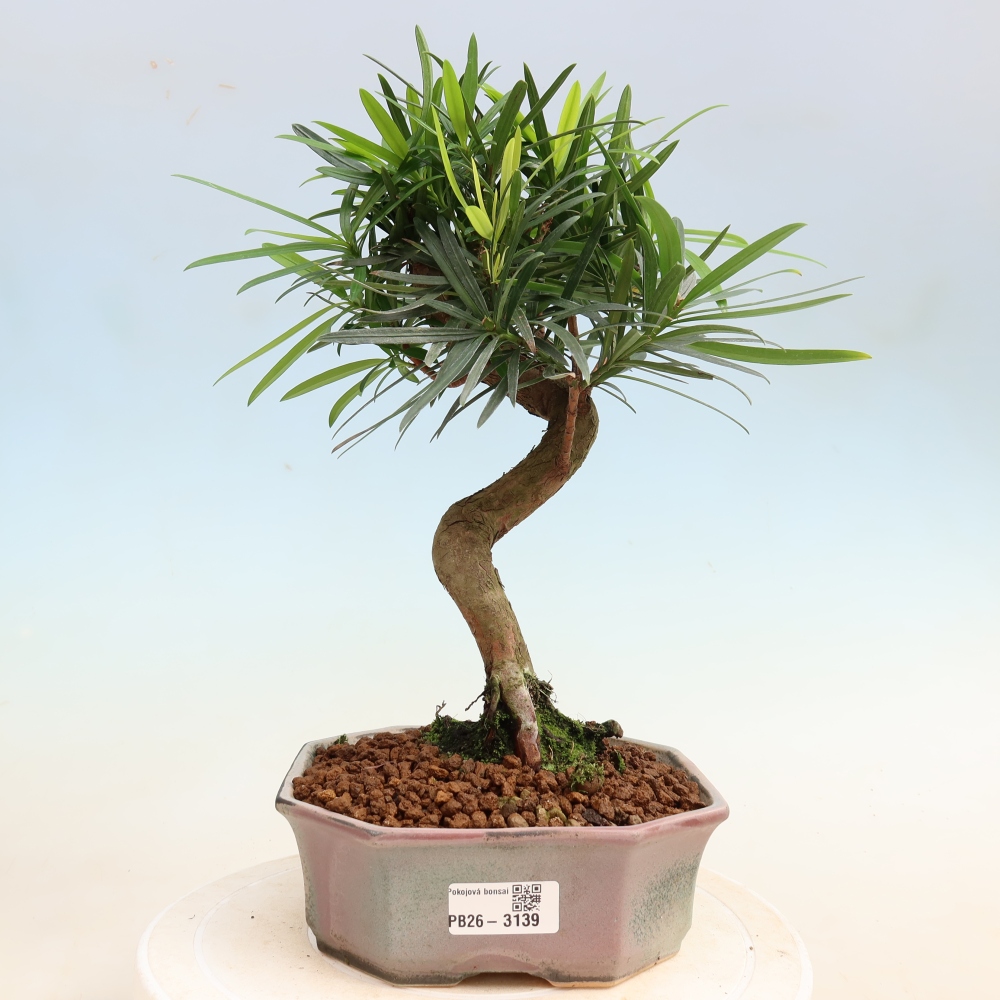 Izbové bonsaje - Podocarpus - Kamenný tis