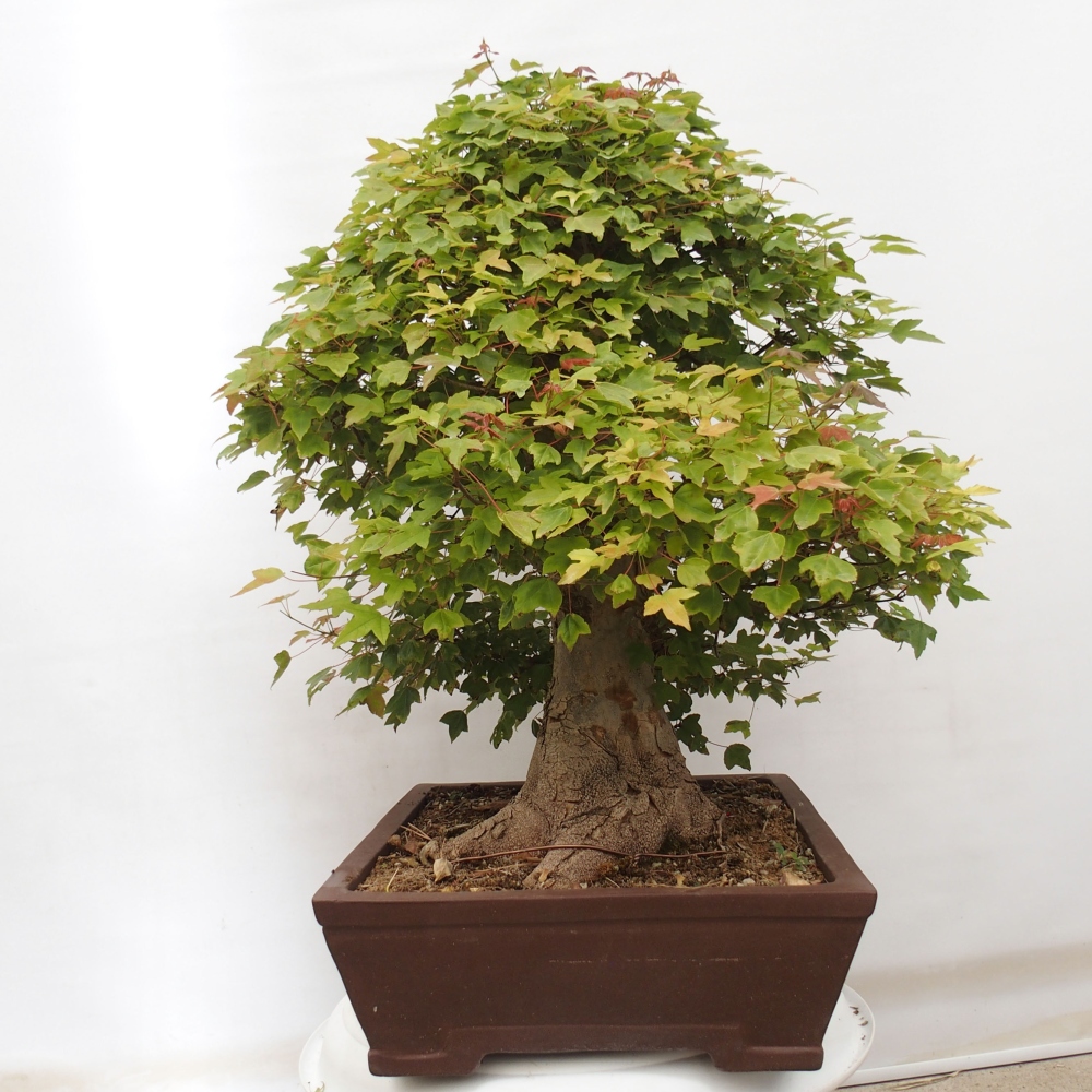 Vonkajšie bonsai - Javor Buergerianum - Javor Burgerův