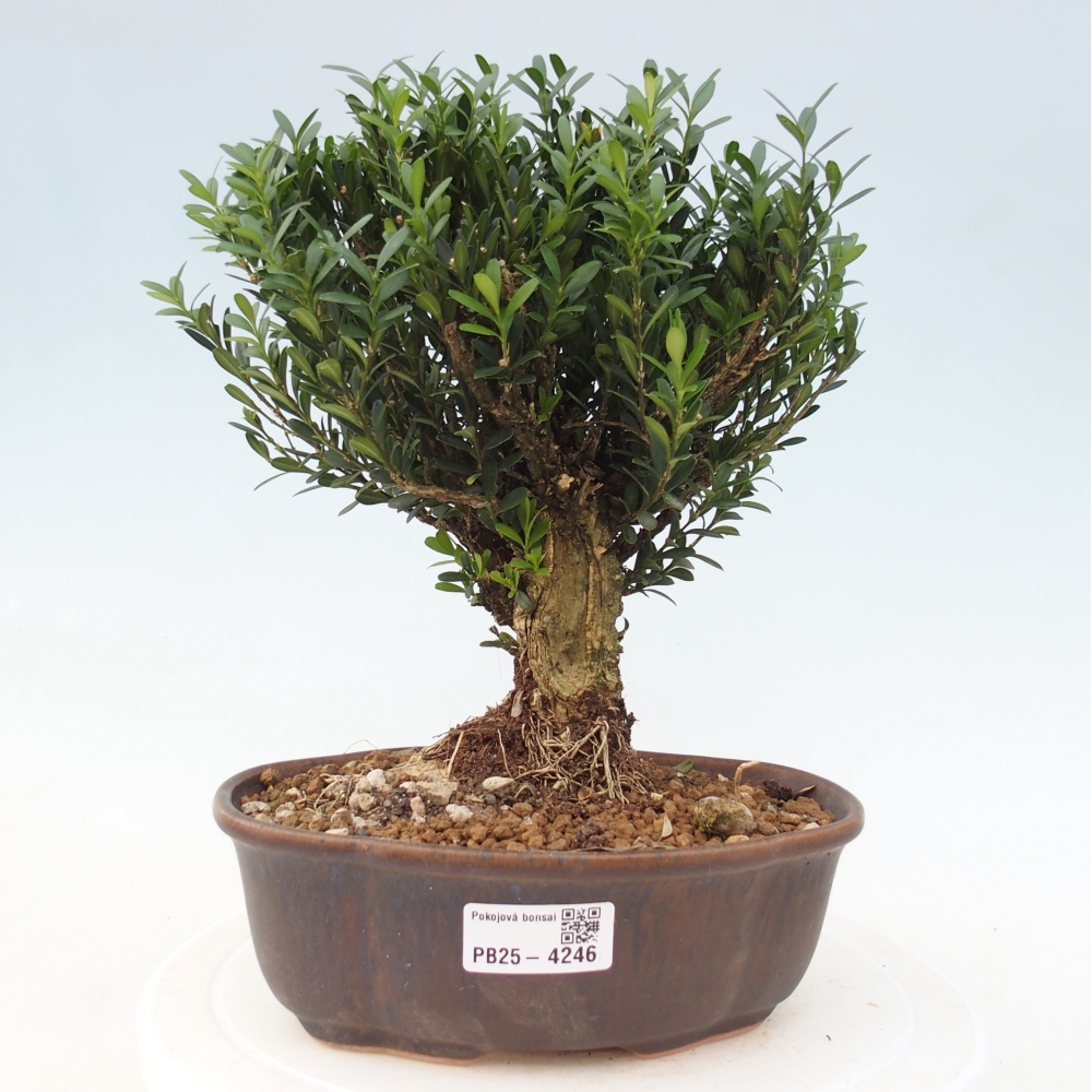 Izbové bonsaje - Buxus harlandii - korkový buxus