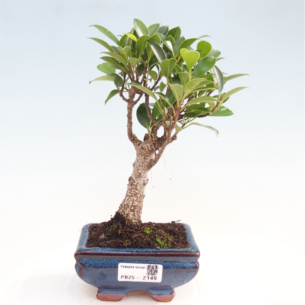 Izbová bonsai - Malolistý fikus - Ficus kimmen